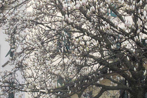 Lucca in fiore